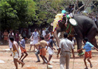 62 injured as elephant runs amok during Thrissur Pooram